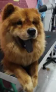 Joe