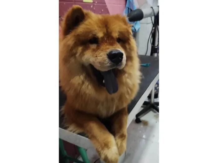 Cachorro ra a Chow Chow idade 2 anos nome Joe