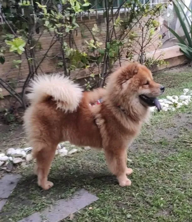 Cachorro ra a Chow Chow idade 2 anos nome Joe