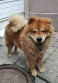 Joe