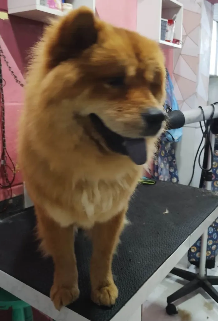 Cachorro ra a Chow Chow idade 2 anos nome Joe