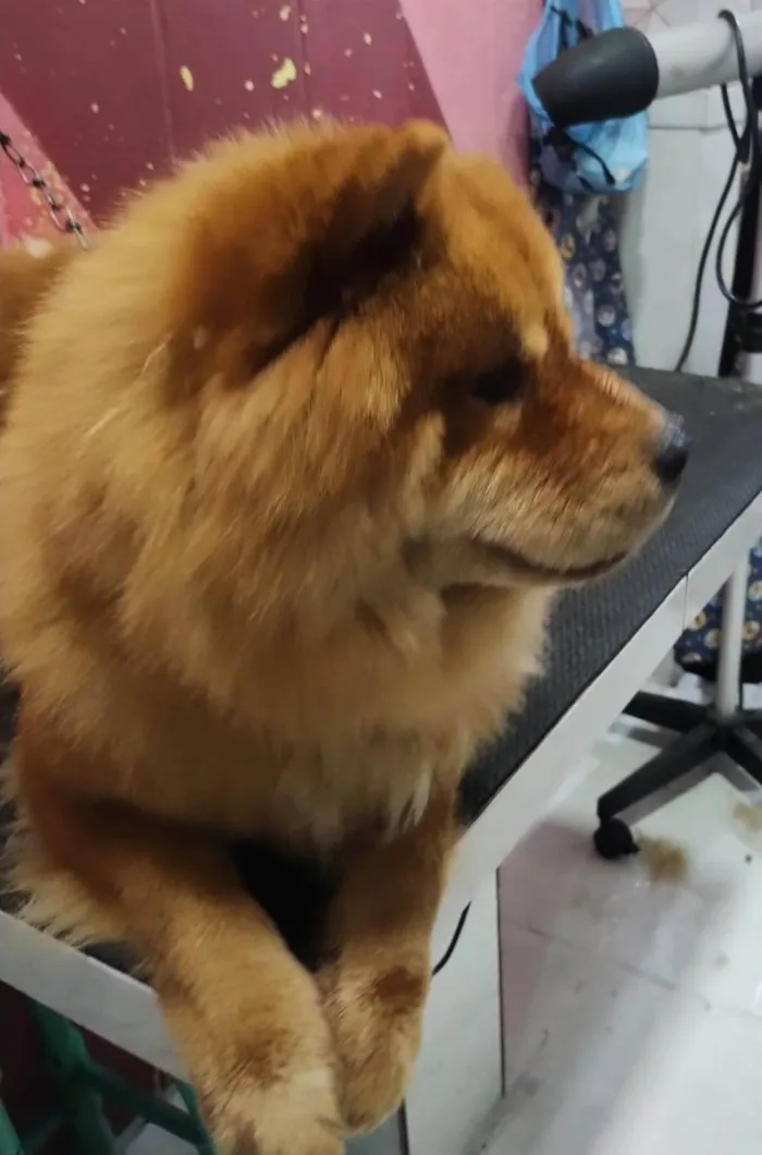 Cachorro ra a Chow Chow idade 2 anos nome Joe