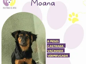 Cachorro raça SRD-ViraLata idade 7 a 11 meses nome Moana