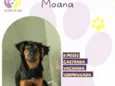 Moana