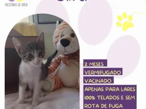 Gato raça SRD-ViraLata idade 2 a 6 meses nome Oliver