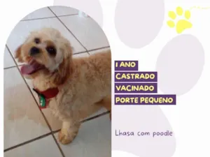 Cachorro raça SRD-ViraLata idade 1 ano nome Otto