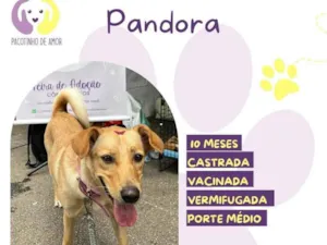Cachorro raça SRD-ViraLata idade 7 a 11 meses nome Pandora