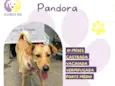 Pandora