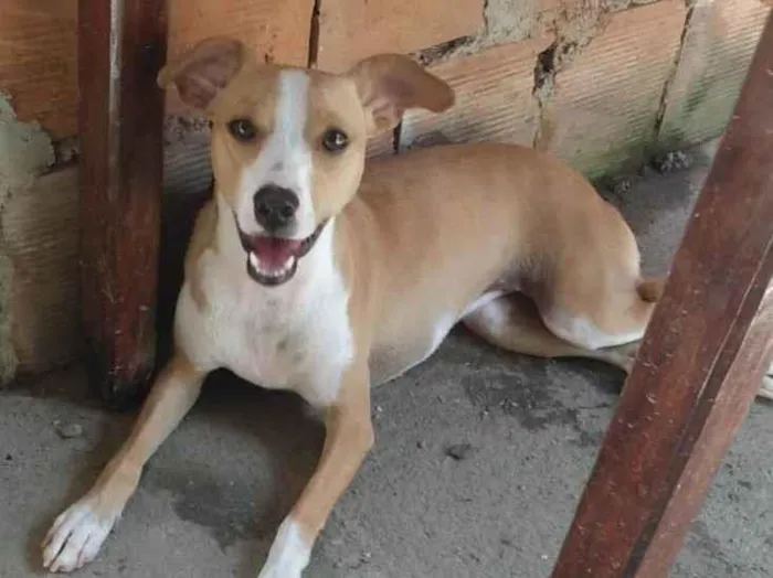 Cachorro ra a SRD-ViraLata idade 1 ano nome Candoca 