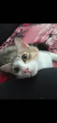 Bicolor