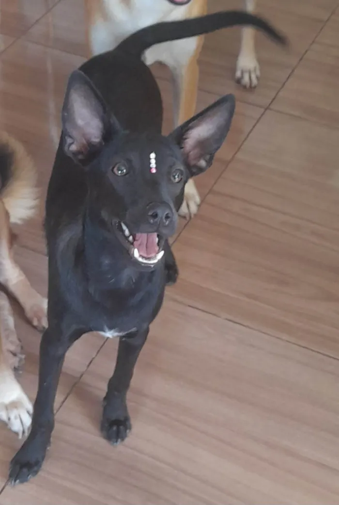 Cachorro ra a SRD-ViraLata idade 1 ano nome Lilica 