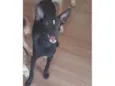 Lilica 