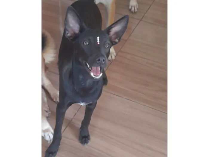 Cachorro ra a SRD-ViraLata idade 1 ano nome Lilica 