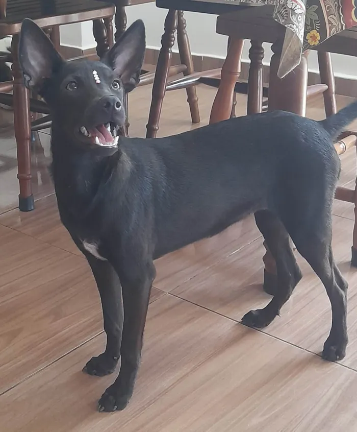 Cachorro ra a SRD-ViraLata idade 1 ano nome Lilica 