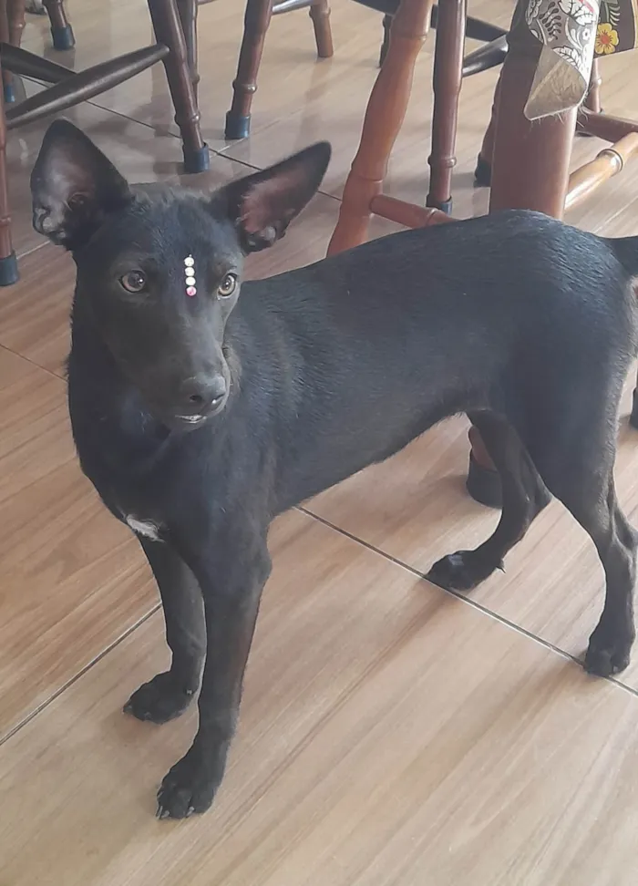 Cachorro ra a SRD-ViraLata idade 1 ano nome Lilica 