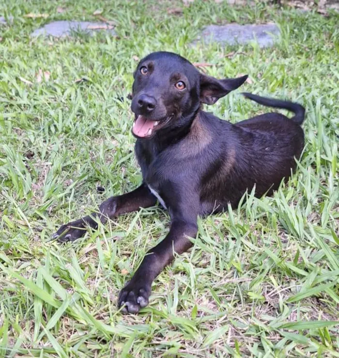 Cachorro ra a SRD-ViraLata idade 1 ano nome Lilica 