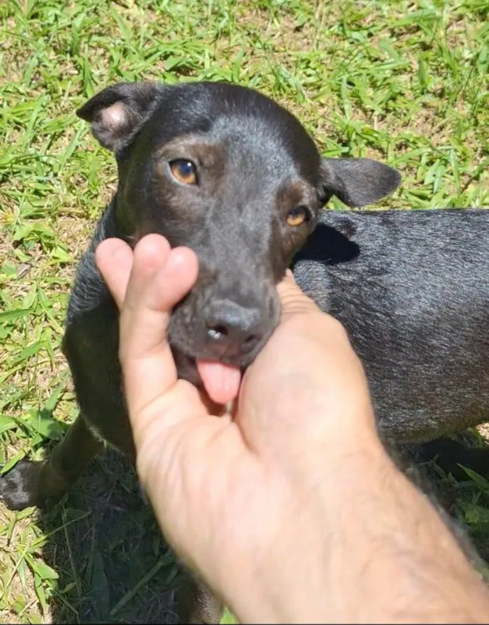 Cachorro ra a SRD-ViraLata idade 1 ano nome Lilica 