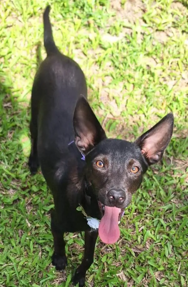 Cachorro ra a SRD-ViraLata idade 1 ano nome Lilica 