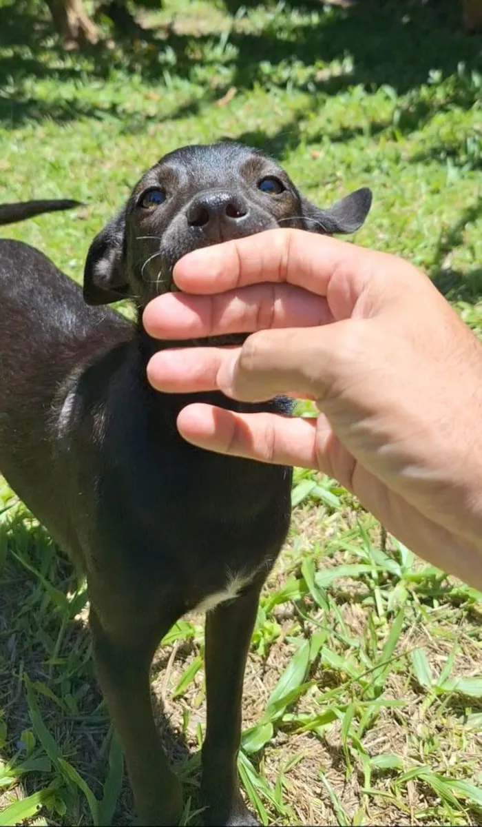 Cachorro ra a SRD-ViraLata idade 1 ano nome Lilica 