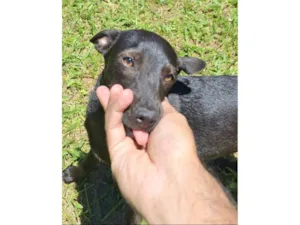 Cachorro raça SRD-ViraLata idade 1 ano nome Lilica 