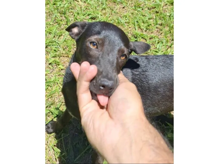 Cachorro ra a SRD-ViraLata idade 1 ano nome Lilica 