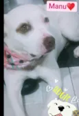Manu
