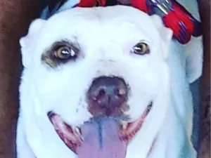 Cachorro raça PITBULL  idade 2 anos nome Manu