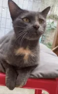 Veruska