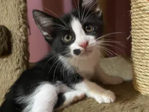 Gato raça Srd idade Abaixo de 2 meses nome Yago