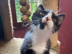 Gato raça Srd idade Abaixo de 2 meses nome Adriano 