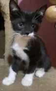 Gabriel