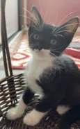 Gabriel