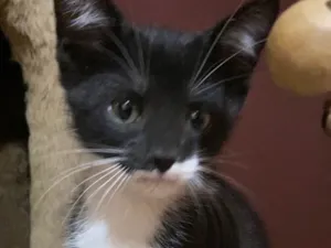 Gato raça Srd idade Abaixo de 2 meses nome Gabriel