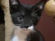 Gabriel