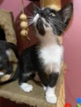 Silvana