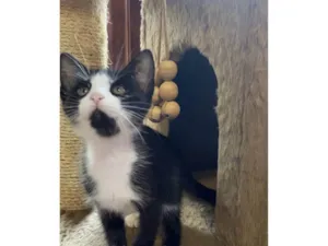 Gato raça Srd idade Abaixo de 2 meses nome Silvana