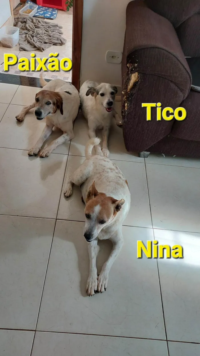 Cachorro ra a  idade 6 ou mais anos nome Nina