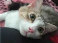 Bicolor