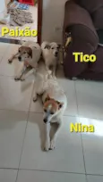 Paixão, Titico e Nina e Rajada