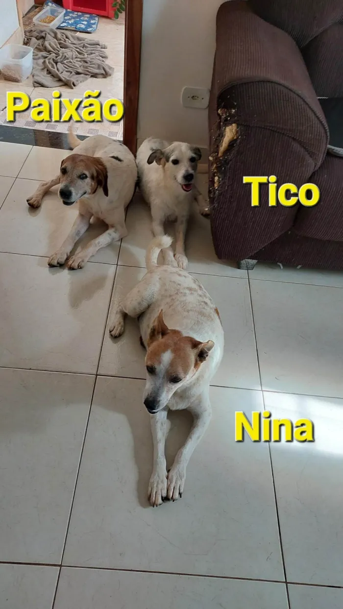 Cachorro ra a SRD-ViraLata idade 6 ou mais anos nome Paixão, Titico e Nina e Rajada