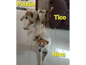 Cachorro raça SRD-ViraLata idade 6 ou mais anos nome Paixão, Titico e Nina e Rajada