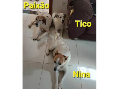 Cachorro raça SRD-ViraLata idade 6 ou mais anos nome Paixão, Titico e Nina e Rajada
