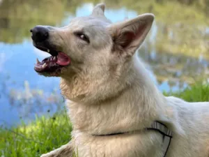 Cachorro raça Pastor-branco-suíço idade 7 a 11 meses nome Nevasca 