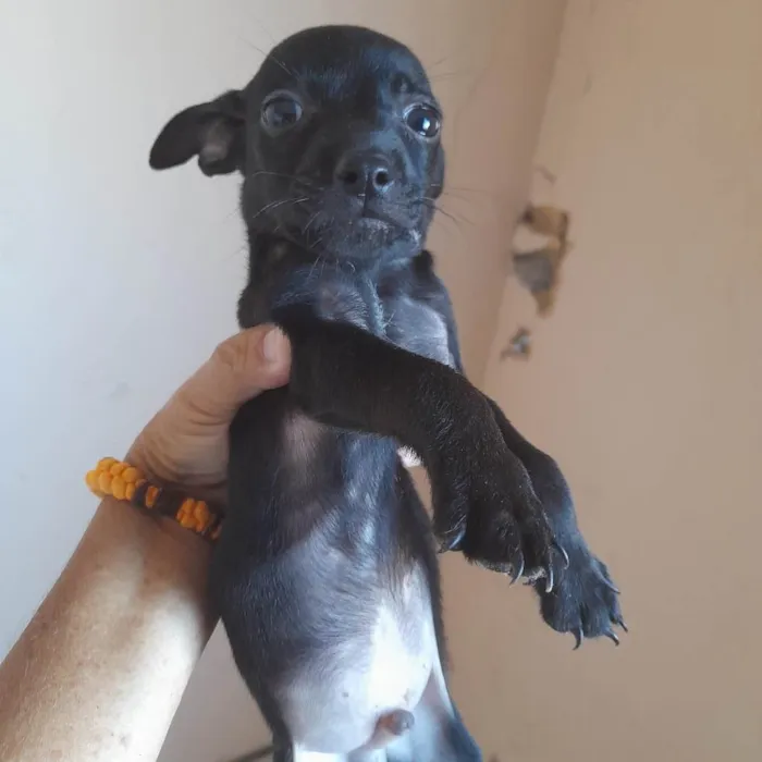 Cachorro ra a SRD-ViraLata idade 2 a 6 meses nome Luisa