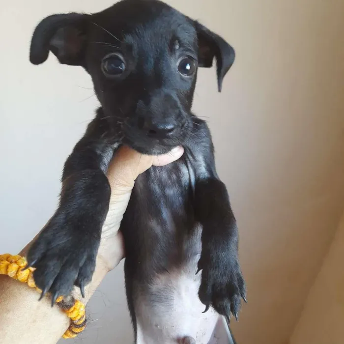 Cachorro ra a SRD-ViraLata idade 2 a 6 meses nome Luisa