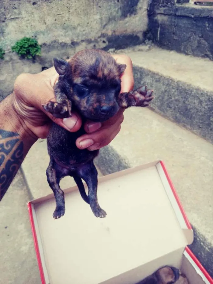 Cachorro ra a Pit-Bull idade 2 a 6 meses nome ..