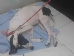 Cachorro raça Dog paulistinhá  idade 7 a 11 meses nome Pandora 