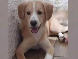 Cachorro raça Mestiça  idade 7 a 11 meses nome Bob