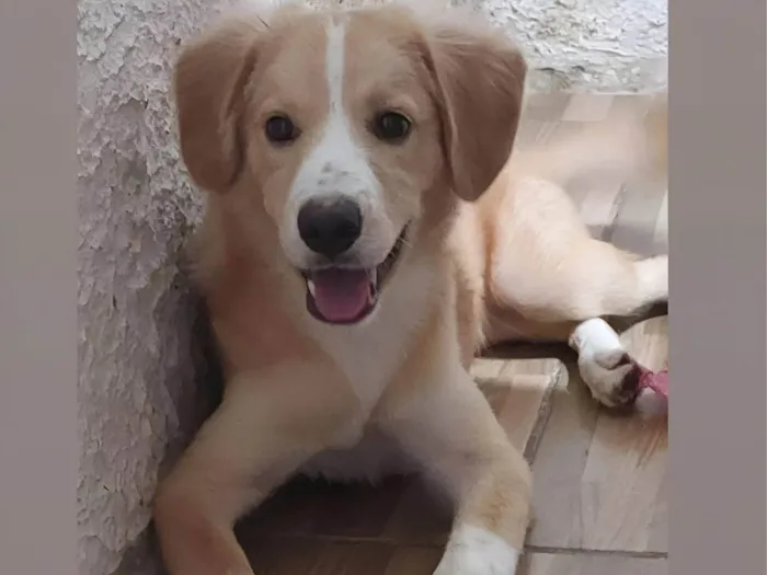 Cachorro ra a Mestiça  idade 7 a 11 meses nome Bob