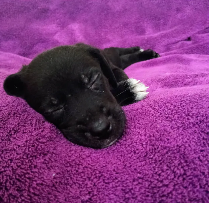 Cachorro ra a SRD-ViraLata idade Abaixo de 2 meses nome Cranberry